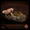 African-Antelope-taxidermy-by-BB-Taxidermy-Houston-008