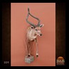 African-Antelope-taxidermy-by-BB-Taxidermy-Houston-009