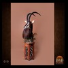 African-Antelope-taxidermy-by-BB-Taxidermy-Houston-010