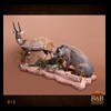 African-Antelope-taxidermy-by-BB-Taxidermy-Houston-012