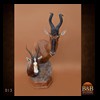 African-Antelope-taxidermy-by-BB-Taxidermy-Houston-013