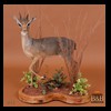 African-Antelope-taxidermy-by-BB-Taxidermy-Houston-015