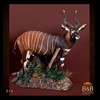 African-Antelope-taxidermy-by-BB-Taxidermy-Houston-016