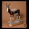 African-Antelope-taxidermy-by-BB-Taxidermy-Houston-017