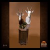 African-Antelope-taxidermy-by-BB-Taxidermy-Houston-019