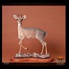 African-Antelope-taxidermy-by-BB-Taxidermy-Houston-020