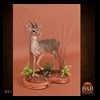 African-Antelope-taxidermy-by-BB-Taxidermy-Houston-021