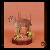 African-Antelope-taxidermy-by-BB-Taxidermy-Houston-022
