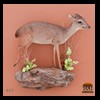 African-Antelope-taxidermy-by-BB-Taxidermy-Houston-023