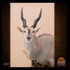 African-Antelope-taxidermy-by-BB-Taxidermy-Houston-024