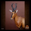 African-Antelope-taxidermy-by-BB-Taxidermy-Houston-025