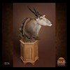 African-Antelope-taxidermy-by-BB-Taxidermy-Houston-026