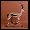 African-Antelope-taxidermy-by-BB-Taxidermy-Houston-029