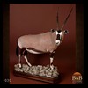 African-Antelope-taxidermy-by-BB-Taxidermy-Houston-030