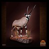 African-Antelope-taxidermy-by-BB-Taxidermy-Houston-031