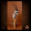 African-Antelope-taxidermy-by-BB-Taxidermy-Houston-032