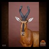 African-Antelope-taxidermy-by-BB-Taxidermy-Houston-033