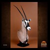 African-Antelope-taxidermy-by-BB-Taxidermy-Houston-034