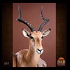 African-Antelope-taxidermy-by-BB-Taxidermy-Houston-037