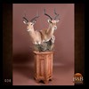 African-Antelope-taxidermy-by-BB-Taxidermy-Houston-038