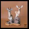 African-Antelope-taxidermy-by-BB-Taxidermy-Houston-040