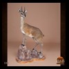African-Antelope-taxidermy-by-BB-Taxidermy-Houston-041