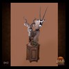 African-Antelope-taxidermy-by-BB-Taxidermy-Houston-042