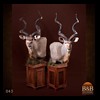 African-Antelope-taxidermy-by-BB-Taxidermy-Houston-043