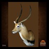African-Antelope-taxidermy-by-BB-Taxidermy-Houston-046