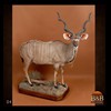 African-Antelope-taxidermy-by-BB-Taxidermy-Houston-047