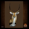 African-Antelope-taxidermy-by-BB-Taxidermy-Houston-048