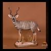 African-Antelope-taxidermy-by-BB-Taxidermy-Houston-049