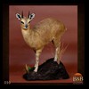 African-Antelope-taxidermy-by-BB-Taxidermy-Houston-050