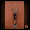 African-Antelope-taxidermy-by-BB-Taxidermy-Houston-051