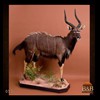 African-Antelope-taxidermy-by-BB-Taxidermy-Houston-052