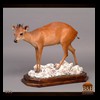 African-Antelope-taxidermy-by-BB-Taxidermy-Houston-053