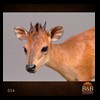 African-Antelope-taxidermy-by-BB-Taxidermy-Houston-054