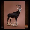 African-Antelope-taxidermy-by-BB-Taxidermy-Houston-055