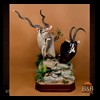 African-Antelope-taxidermy-by-BB-Taxidermy-Houston-057