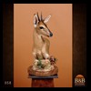 African-Antelope-taxidermy-by-BB-Taxidermy-Houston-058