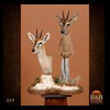 African-Antelope-taxidermy-by-BB-Taxidermy-Houston-059