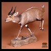 African-Antelope-taxidermy-by-BB-Taxidermy-Houston-060