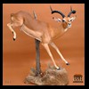 African-Antelope-taxidermy-by-BB-Taxidermy-Houston-061