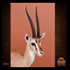 African-Antelope-taxidermy-by-BB-Taxidermy-Houston-062