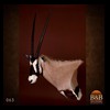 African-Antelope-taxidermy-by-BB-Taxidermy-Houston-063