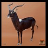 African-Antelope-taxidermy-by-BB-Taxidermy-Houston-064
