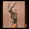 African-Antelope-taxidermy-by-BB-Taxidermy-Houston-066