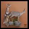 African-Antelope-taxidermy-by-BB-Taxidermy-Houston-067