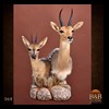 African-Antelope-taxidermy-by-BB-Taxidermy-Houston-068