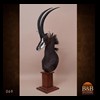 African-Antelope-taxidermy-by-BB-Taxidermy-Houston-069